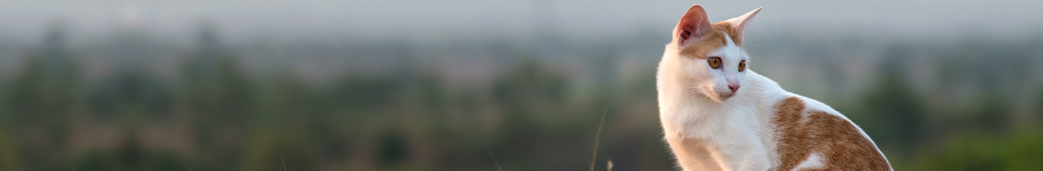 Bear Valley Animal Hospital Bear Valley Animal Hospital