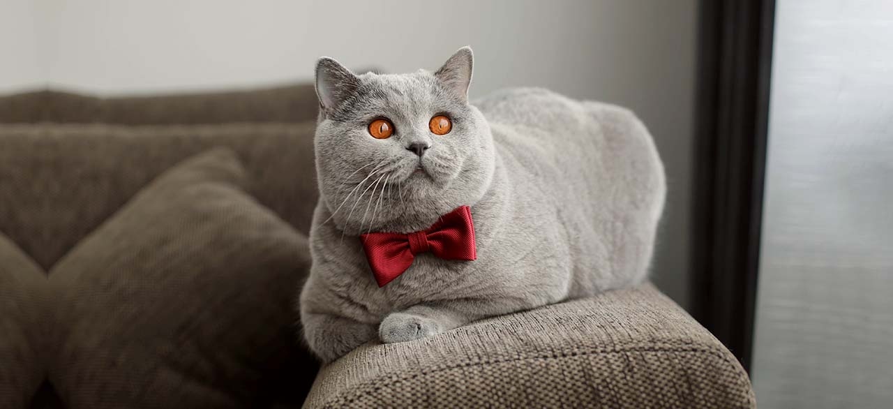 Queens Animal Hospital Queens Animal Hospital