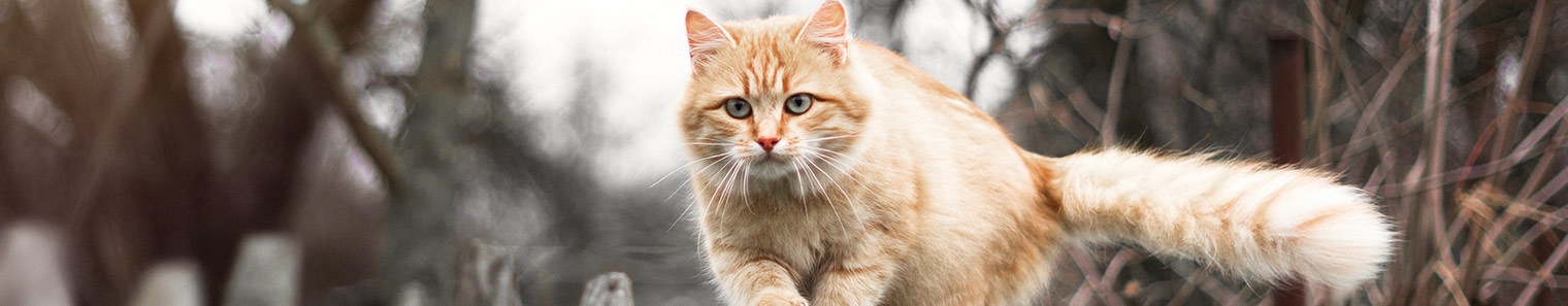 Dells Animal Hospital Dells Animal Hospital