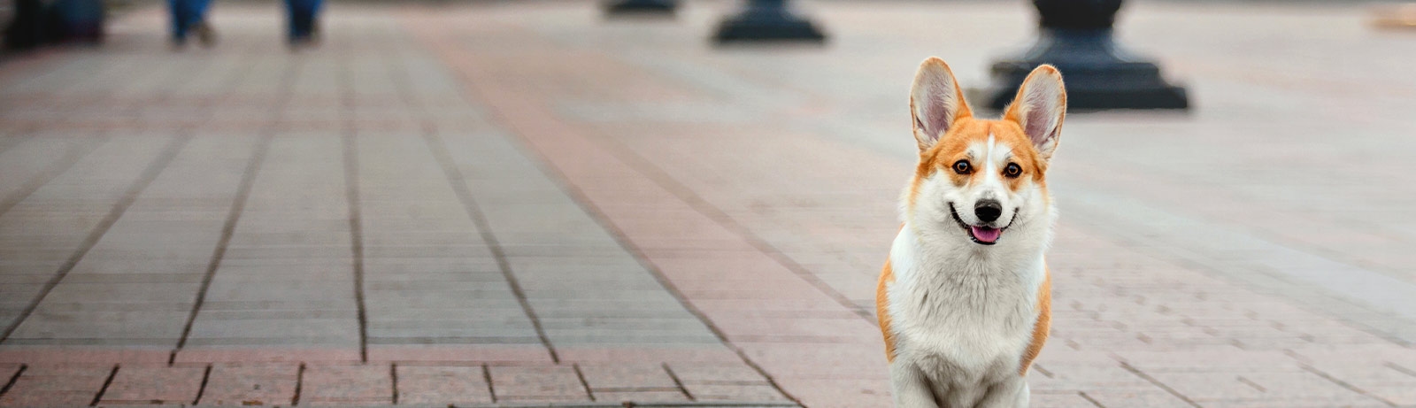 Apple Valley Animal Hospital Apple Valley Animal Hospital