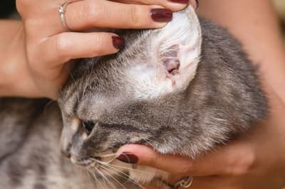 How to Get Rid of Ear Mites in Cats How to Get Rid of Ear Mites in Cats