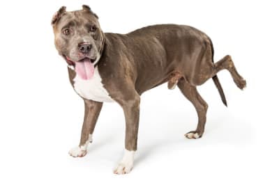 Orthopedic Surgery for Dogs Orthopedic Surgery for Dogs