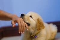 How to Stop Your Puppy From Biting How to Stop Your Puppy From Biting