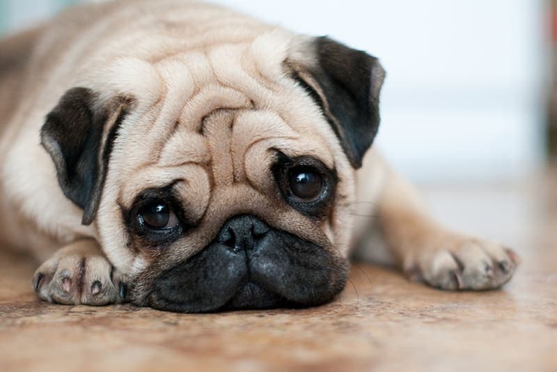 Causes of Diarrhea in Dogs & What To Do Causes of Diarrhea in Dogs & What To Do