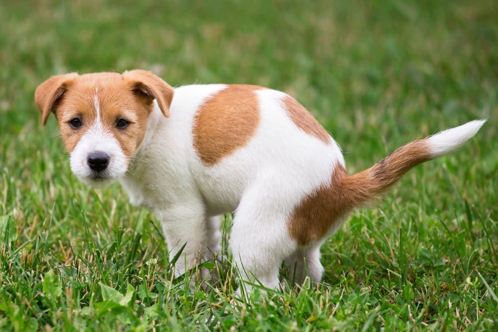 Constipation in Dogs Constipation in Dogs