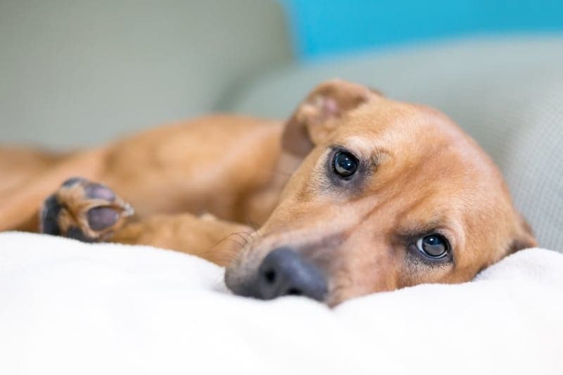 What Is Whipworm in Dogs? Causes, Treatment & Prevention What Is Whipworm in Dogs? Causes, Treatment & Prevention