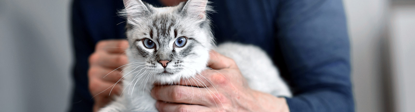 Olympia Pet Emergency Olympia Pet Emergency