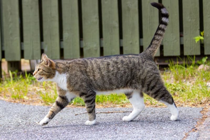 Why is my cat limping? Why is my cat limping?