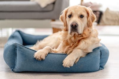 Dog Ear Hematoma Surgery - Cost, Recovery & More Dog Ear Hematoma Surgery - Cost, Recovery & More