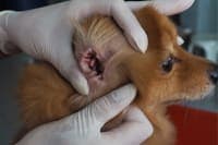 Why is my dog's ear bleeding? Why is my dog's ear bleeding?