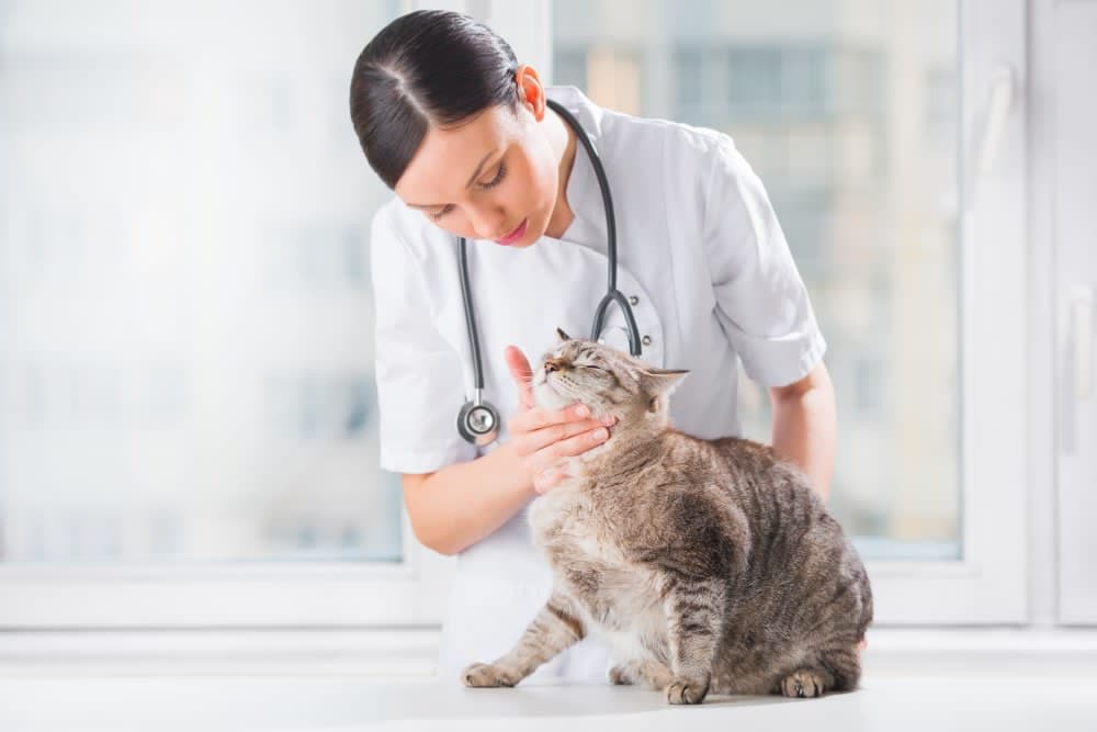 How often do you take a cat to the vet? How often do you take a cat to the vet?