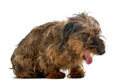 Why is my dog panting and restless at night? Why is my dog panting and restless at night?