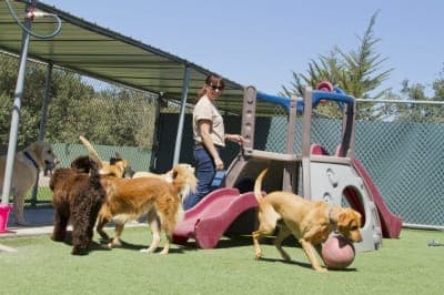 Why is playtime vital for dogs? Why is playtime vital for dogs?