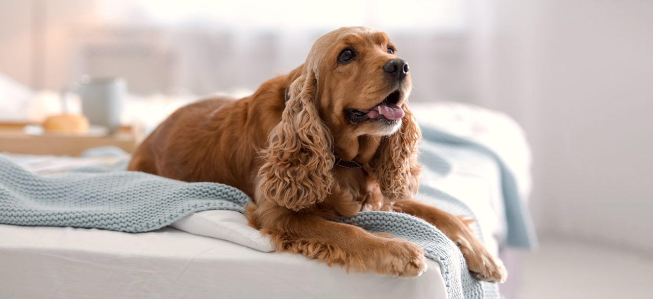 Veterinary Referral Associates Veterinary Referral Associates