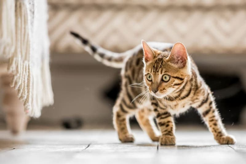 How long does spaying take? How long does spaying take?