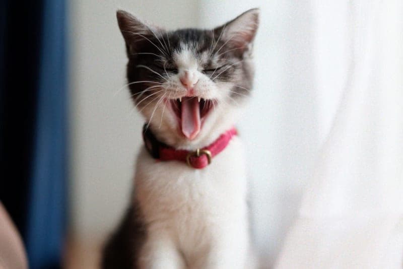 Cat Laryngitis Cat Laryngitis