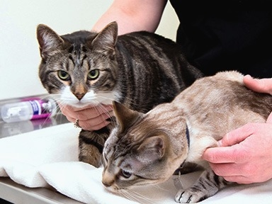 South Wilton Veterinary Group Hero Image South Wilton Veterinary Group Hero Image