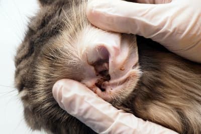 Ear Mites in Cats: Causes, Treatment, & Prevention Ear Mites in Cats: Causes, Treatment, & Prevention