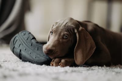 Teething Puppies: Tips & Tricks Teething Puppies: Tips & Tricks