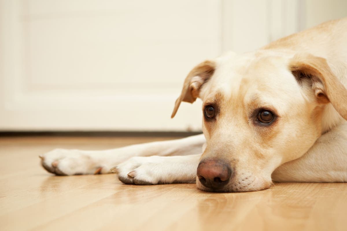 Acute Kidney Failure in Dogs Acute Kidney Failure in Dogs