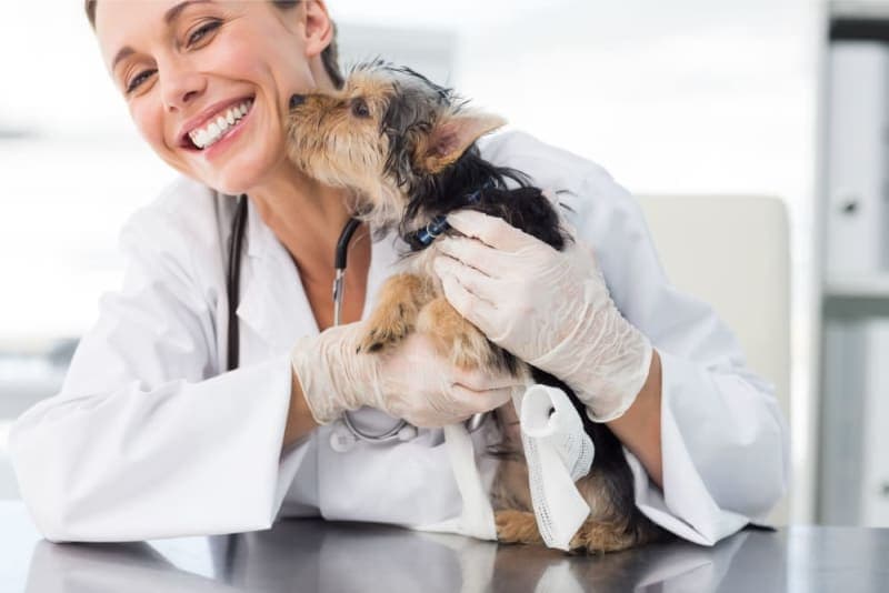 Puppy’s First Vet Visit: Checklist & What to Expect Puppy’s First Vet Visit: Checklist & What to Expect