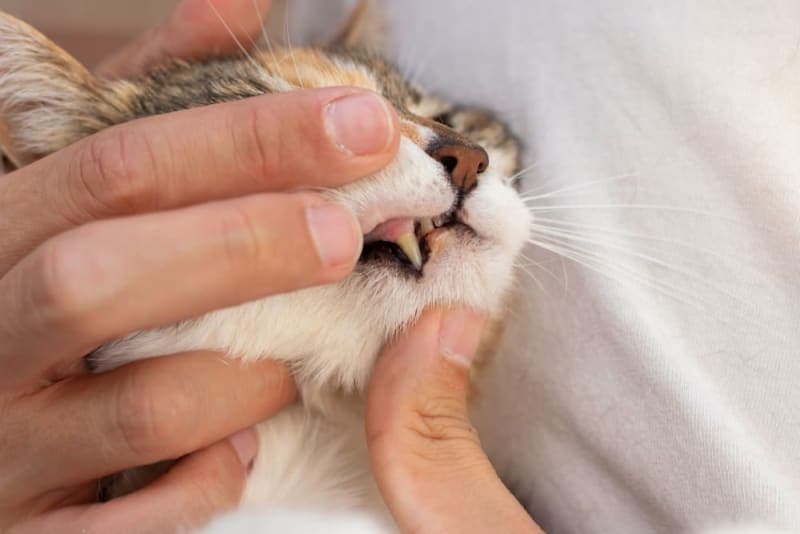 Cleaning Your Cat's Teeth Cleaning Your Cat's Teeth