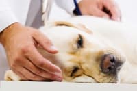 Cushing's Disease in Dogs - Causes, Complications, & Medications Cushing's Disease in Dogs - Causes, Complications, & Medications