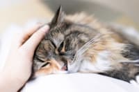 Signs of Pain in Cats & What to Do Signs of Pain in Cats & What to Do