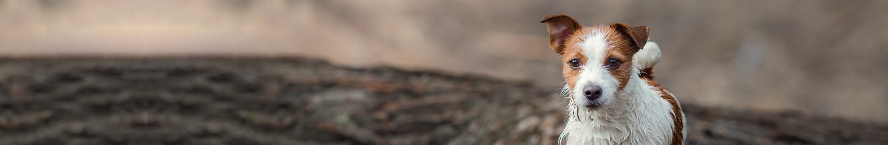 Animal Health Services Animal Health Services