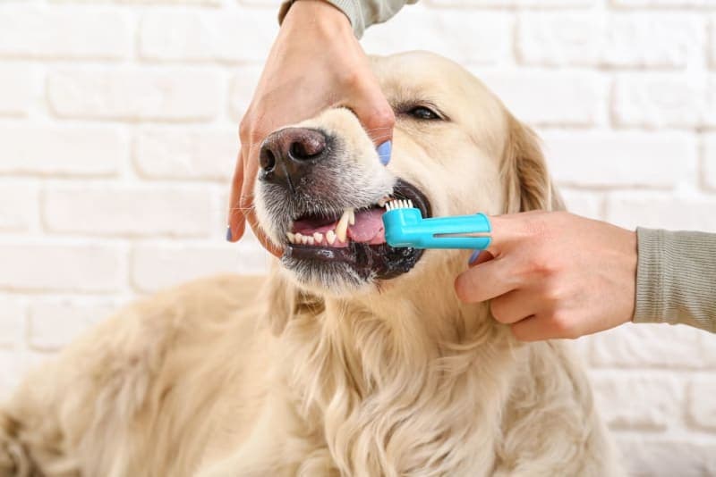 How to Stop & Prevent Periodontal Disease in Dogs How to Stop & Prevent Periodontal Disease in Dogs