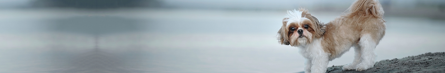 thomasville-veterinary-hospital-banner-3 thomasville-veterinary-hospital-banner-3