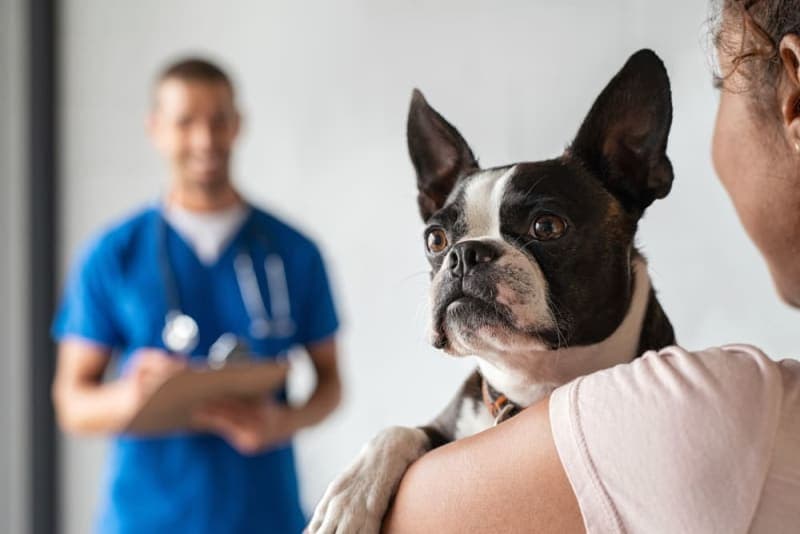 Mold Allergy in Dogs: Symptoms & Treatment Mold Allergy in Dogs: Symptoms & Treatment