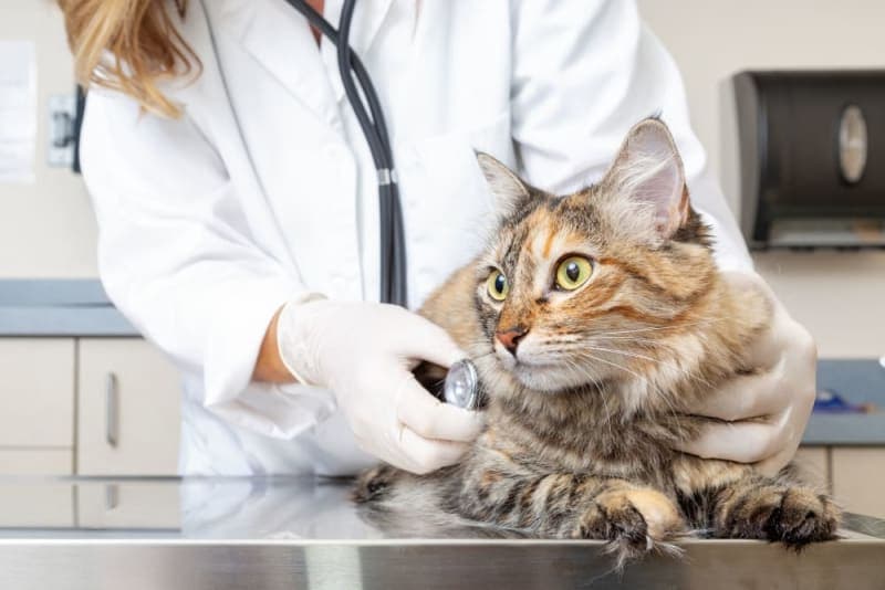 Perineal Urethrostomy (PU) Surgery in Cats Perineal Urethrostomy (PU) Surgery in Cats