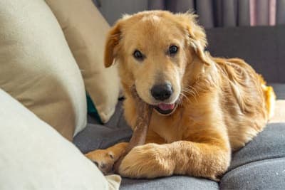 How To Safely Give Your Dog a Bone? How To Safely Give Your Dog a Bone?