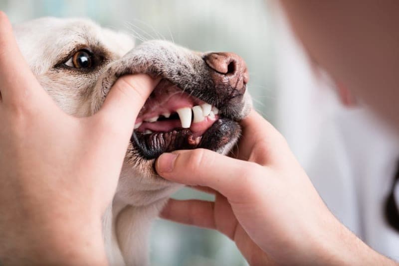 What to Expect From Your Dog's Tooth Extraction What to Expect From Your Dog's Tooth Extraction
