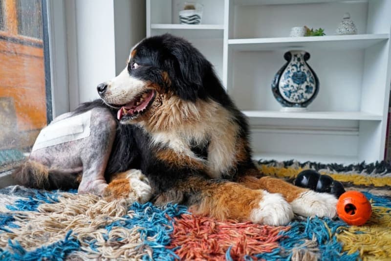 Hip Replacement for Dogs Hip Replacement for Dogs