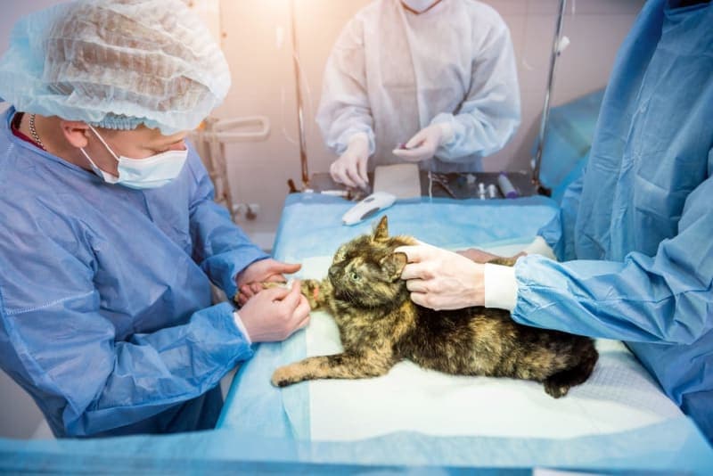 Understanding Soft Tissue Surgery in Pets Understanding Soft Tissue Surgery in Pets