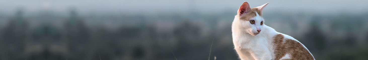 thomasville-veterinary-hospital-banner-3 thomasville-veterinary-hospital-banner-3