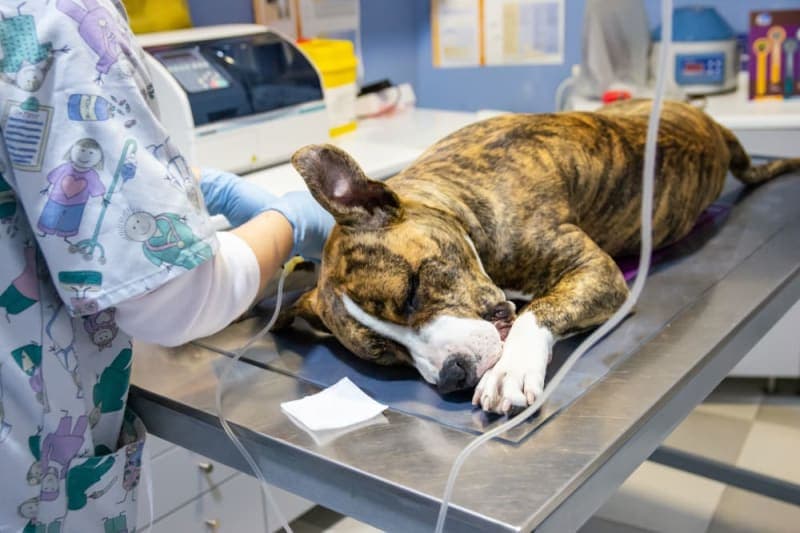 IVDD Surgery in Dogs IVDD Surgery in Dogs