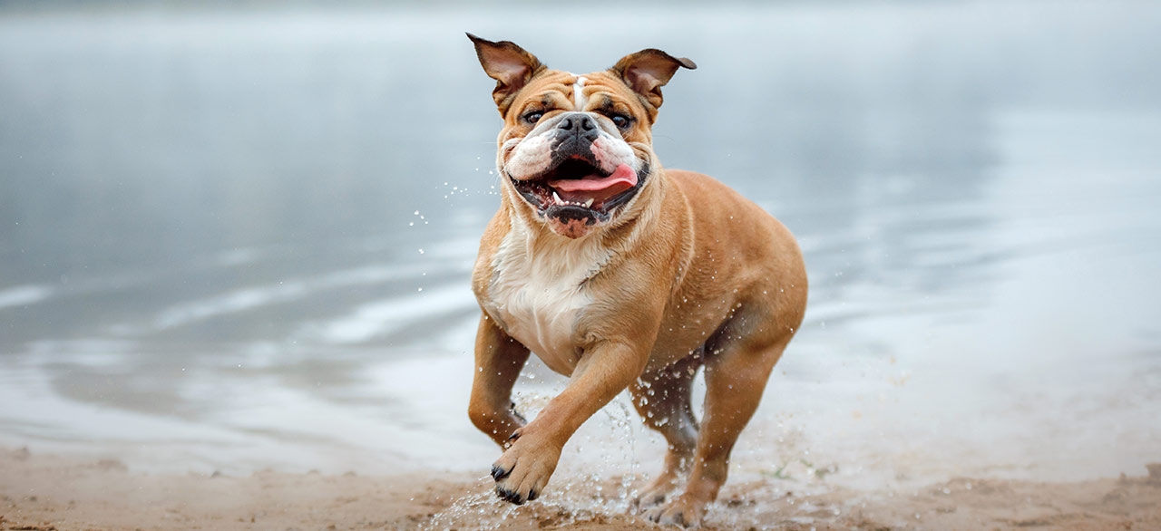 thomasville-veterinary-hospital-banner-3 thomasville-veterinary-hospital-banner-3