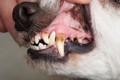Cavities in Dogs: Causes, Symptoms & Treatment Cavities in Dogs: Causes, Symptoms & Treatment