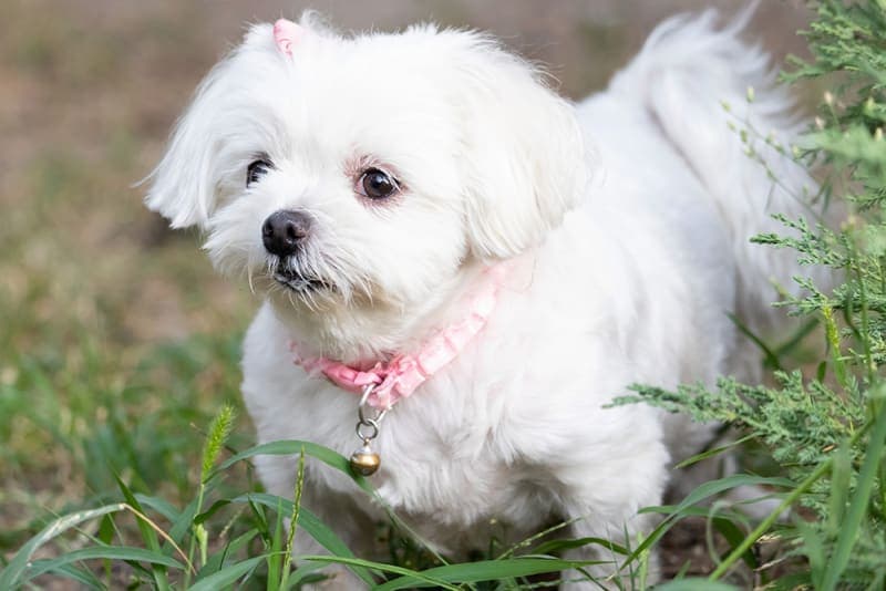 How often should you take a dog to the vet? How often should you take a dog to the vet?