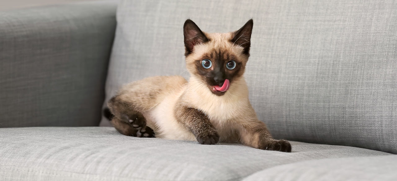 Companion Pet Clinic of Gold Canyon Companion Pet Clinic of Gold Canyon