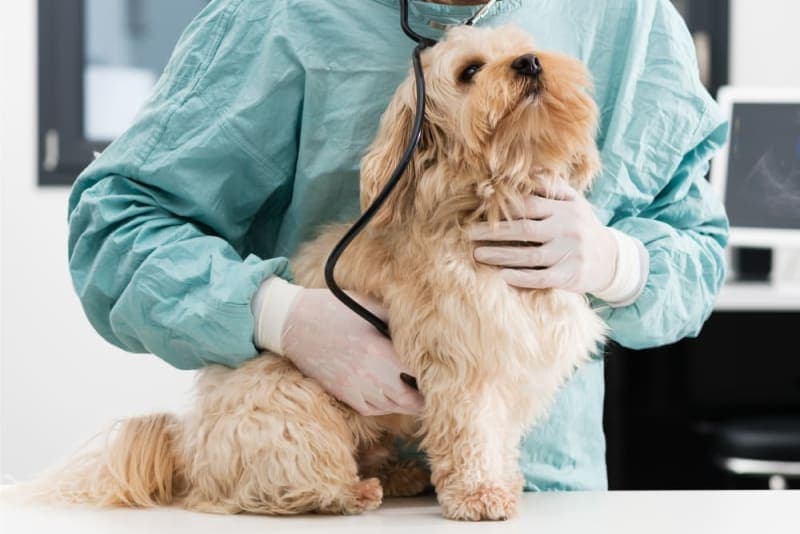 Dog Intestinal Blockage Surgery Dog Intestinal Blockage Surgery