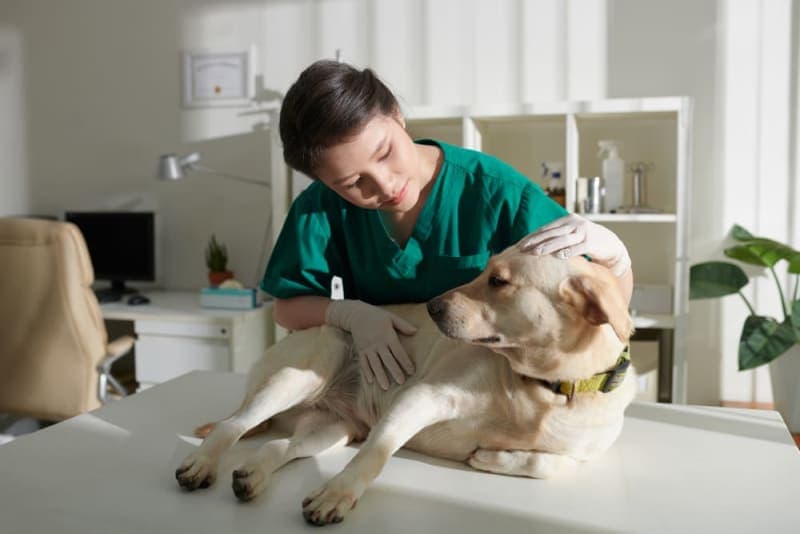 What is whipworm in dogs?: Causes, Treatment & Prevention What is whipworm in dogs?: Causes, Treatment & Prevention