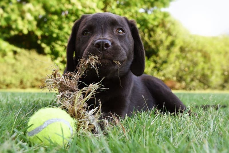 Dogs Eating Grass: Why Do They Do It & Is My Dog Poisoned? Dogs Eating Grass: Why Do They Do It & Is My Dog Poisoned?