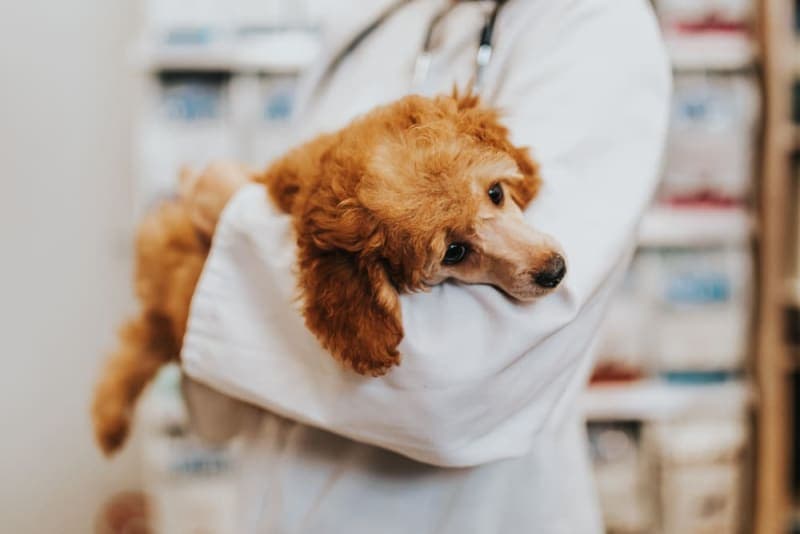 Hookworm in Dogs: Signs, Treatment & Prevention Hookworm in Dogs: Signs, Treatment & Prevention