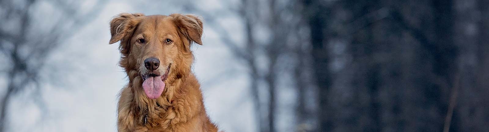 Godspeed Animal Care Hospital Generic Section Image Godspeed Animal Care Hospital Generic Section Image