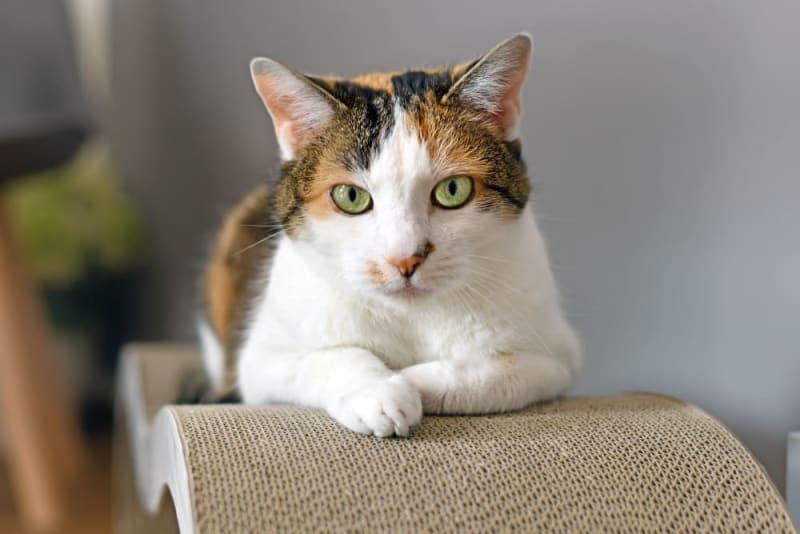 Where can I leave my cat while I'm on vacation? Where can I leave my cat while I'm on vacation?