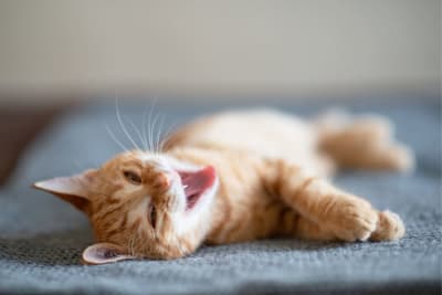 Kitten Teething: What You Need to Know Kitten Teething: What You Need to Know